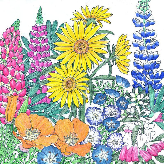 Northwest Native Wildflower Mix (1/4 lb), Garden from Grow Organic