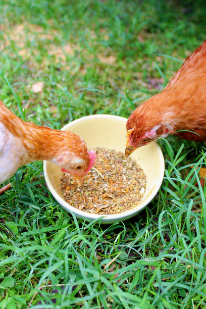 BreatheRight (TM) Coop Herbs For Clean & Great Smelling Coops, Herbs from Dahlia Pets