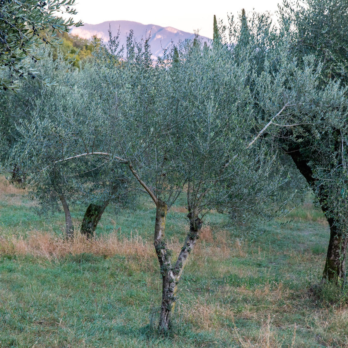 Organic Extra Virgin Olive Oil, 1L from Jovial Foods, Inc