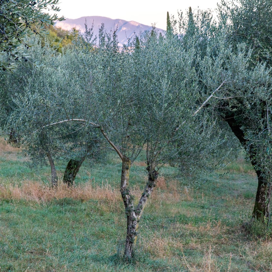 Mini Extra Virgin Olive Oil from Jovial Foods, Inc