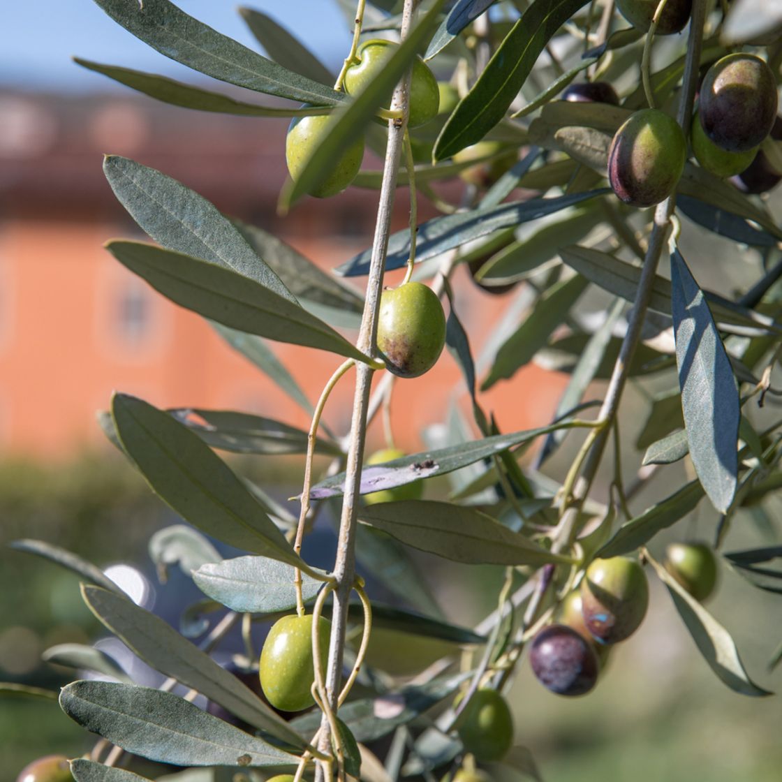 Mini Extra Virgin Olive Oil from Jovial Foods, Inc