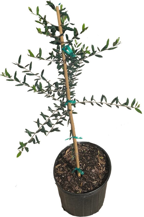 Arbequina Olive Tree, Semi-Dwarf from Everglades Farm