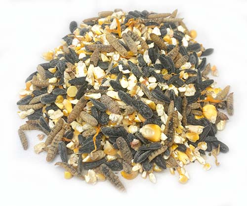 Omega Burst: Omega Rich Treat For Great Eggs & Feathers! from Dahlia Pets