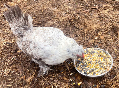 Omega Burst: Omega Rich Treat For Great Eggs & Feathers! from Dahlia Pets