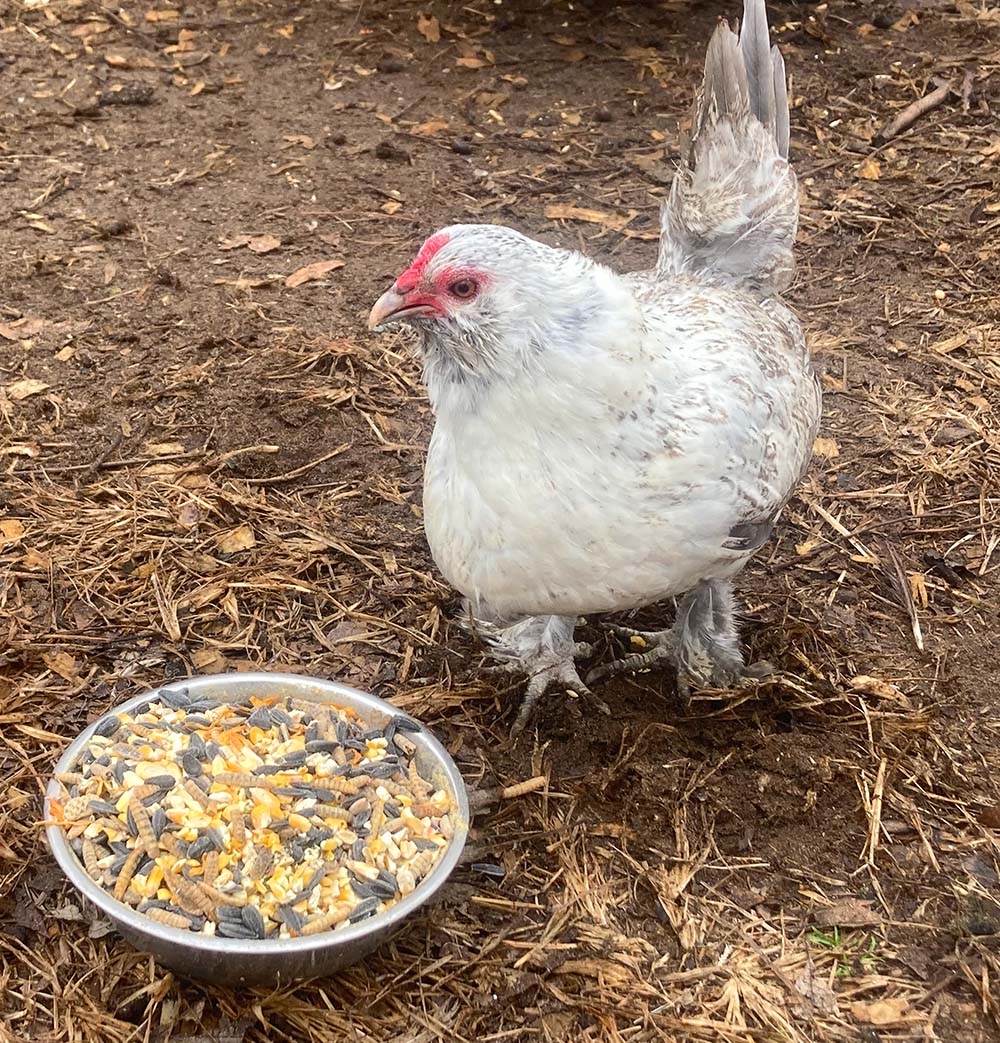 Omega Burst: Omega Rich Treat For Great Eggs & Feathers! from Dahlia Pets