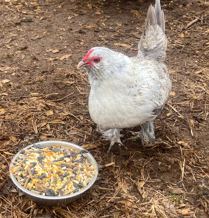 Omega Burst: Omega Rich Treat For Great Eggs & Feathers! from Dahlia Pets