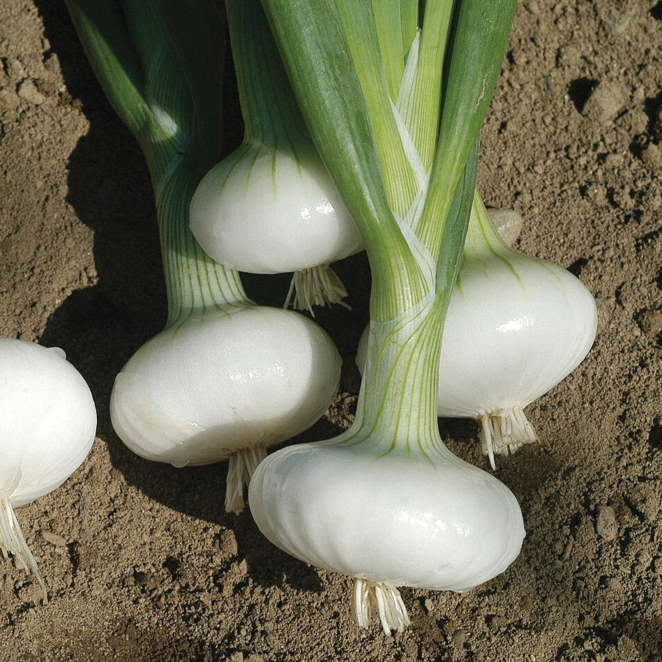 Bianca Di Maggio Onion by MIgardener