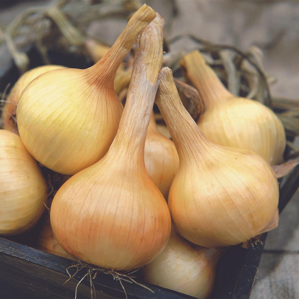 Walla Walla Onion by MIgardener