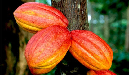 Trinitario Cacao Large Rounded Red Chocolate Tree Orange