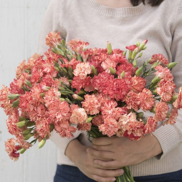 Orange Sherbert Carnation by MIgardener