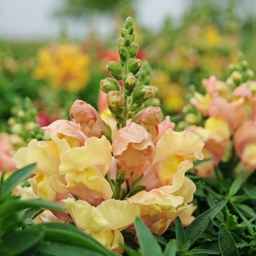 Appleblossom Snapdragon by MIgardener