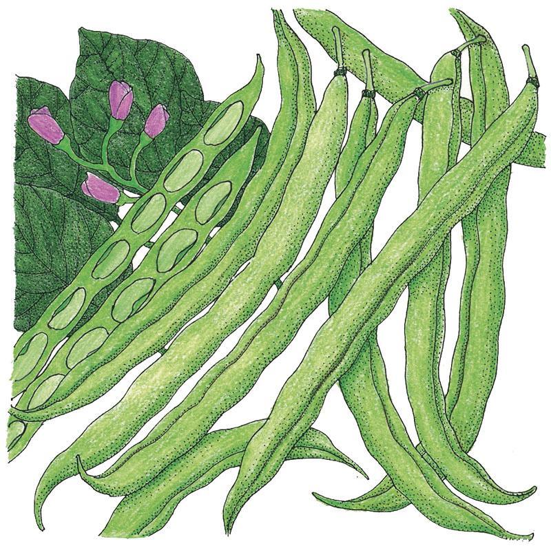 Tendergreen Bush Bean Seeds (Organic), Garden from Grow Organic