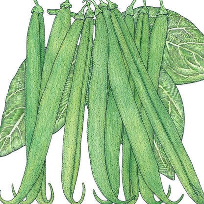 French Garden Bean Seeds (Organic), Garden from Grow Organic