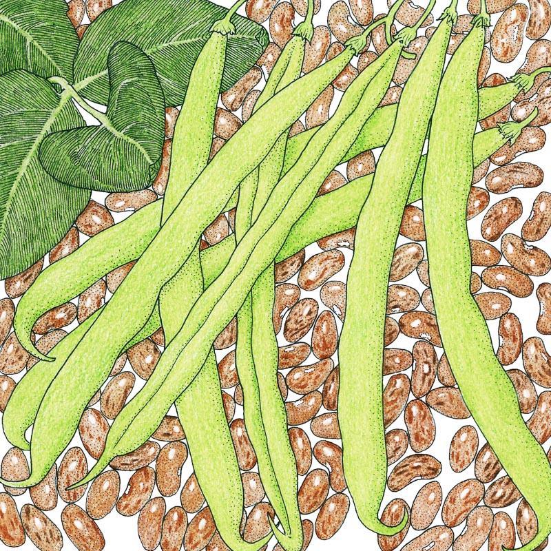Pinto Bean Seeds (Organic), Garden from Grow Organic