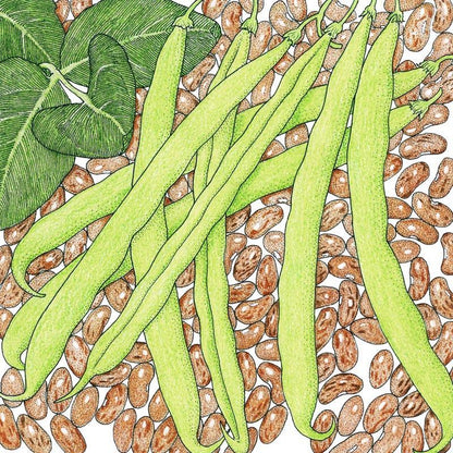 Pinto Bean Seeds (Organic), Garden from Grow Organic