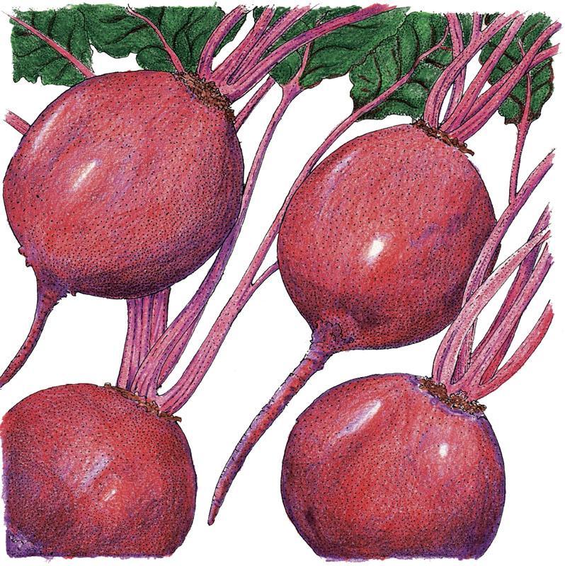 Early Wonder Tall Beet Seeds (Organic), Garden from Grow Organic