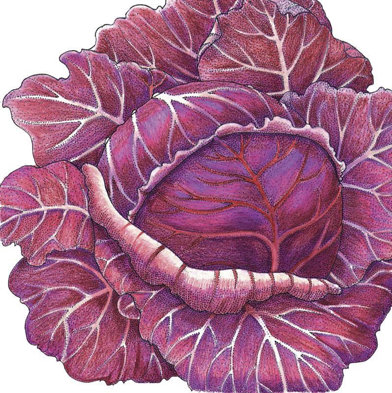 Express Red Cabbage Seeds (Organic), Garden from Grow Organic