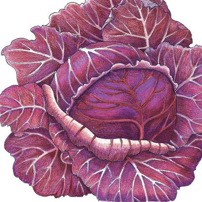 Express Red Cabbage Seeds (Organic), Garden from Grow Organic