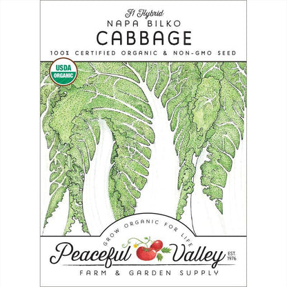 Napa Bilko Cabbage Seeds (Organic)