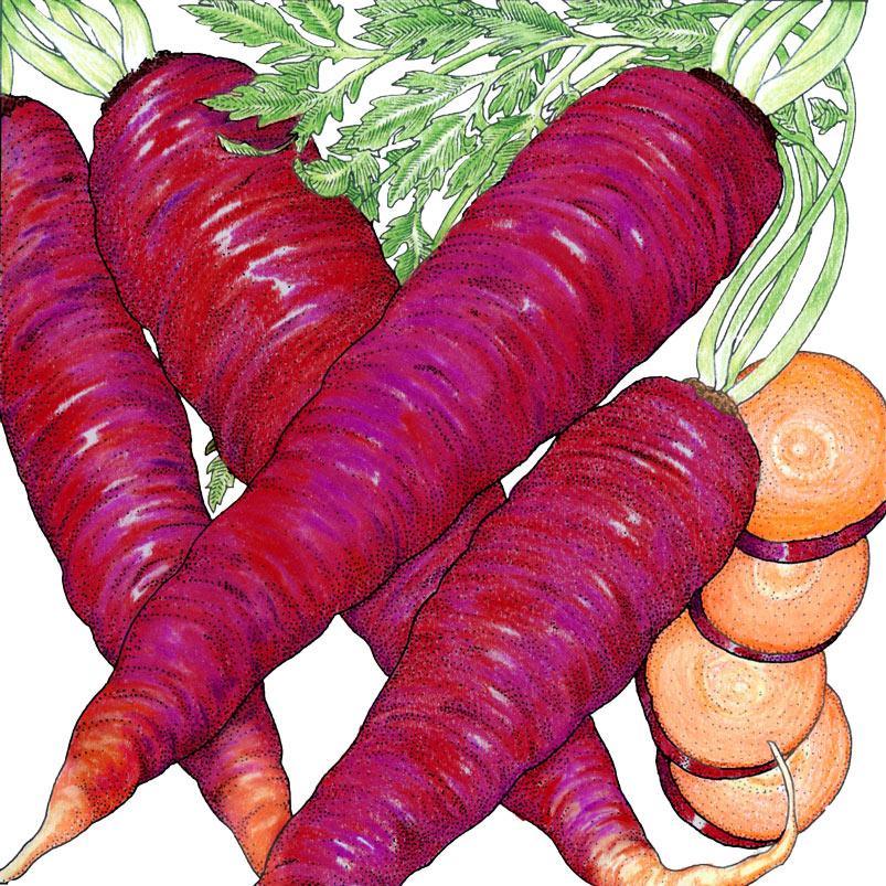 Cosmic Purple Carrot Seeds (Organic), Garden from Grow Organic