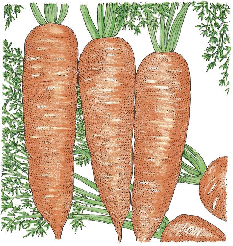 Napoli Carrot Seeds (Organic), Garden from Grow Organic