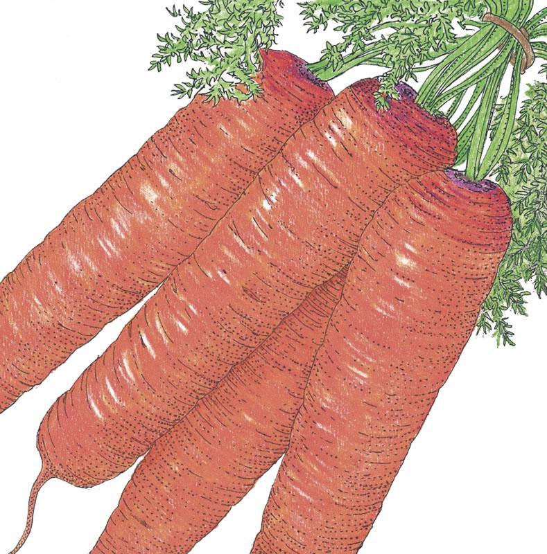Scarlet Nantes Carrot Seeds (Organic), image 3 of 3