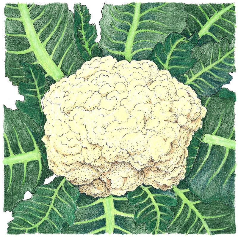 Snowball Cauliflower Seeds (Organic), Garden from Grow Organic