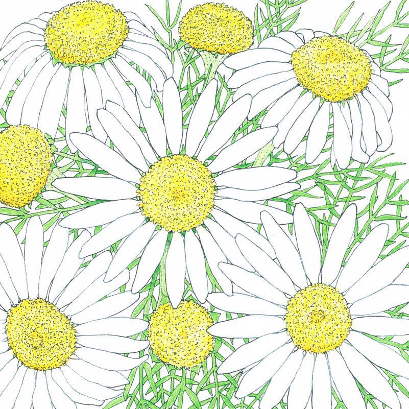 Chamomile Seeds (Organic), Garden from Grow Organic