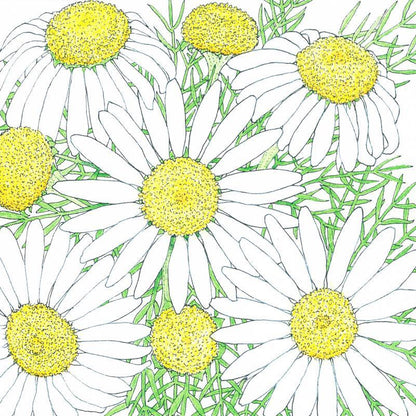 Chamomile Seeds (Organic), Garden from Grow Organic