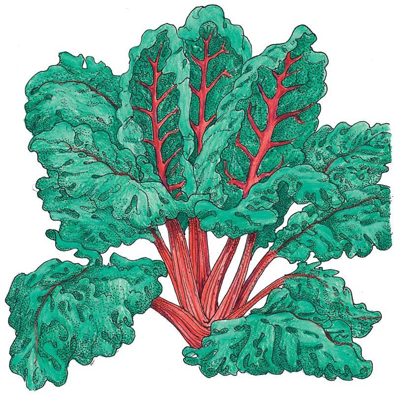 Red Ruby Chard Seeds (Organic), Garden from Grow Organic