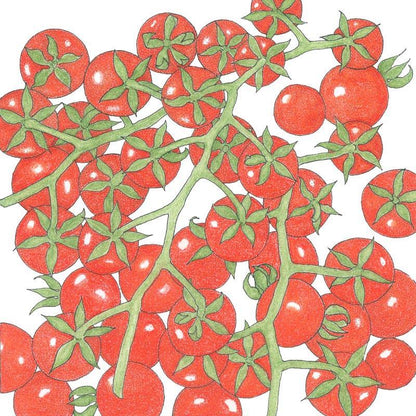Matt's Wild Cherry Cherry Tomato Seeds (Organic), Garden from Grow Organic