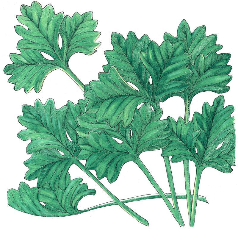 Cilantro Seeds (Organic), Garden from Grow Organic