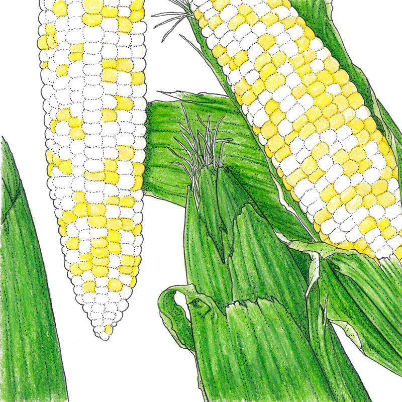 Who Gets Kissed Corn Seeds (Organic), Garden from Grow Organic