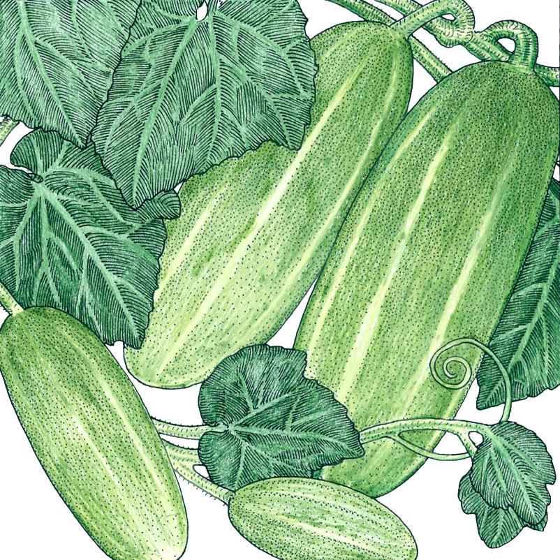 Homemade Pickles Cucumber Seeds (Organic), Garden from Grow Organic