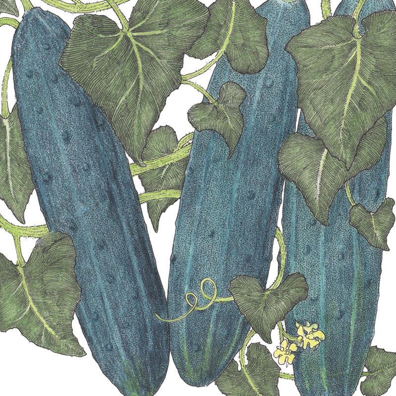 Marketmore 76 Cucumber Seeds (Organic), Garden from Grow Organic