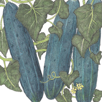 Marketmore 76 Cucumber Seeds (Organic), Garden from Grow Organic