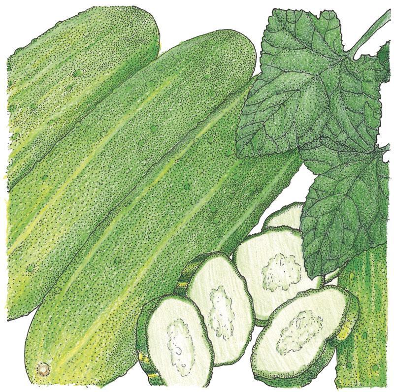 National Pickling Cucumber Seeds (Organic), Garden from Grow Organic