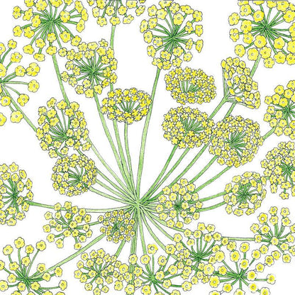 Mammoth Dill Seeds (Organic), Garden from Grow Organic