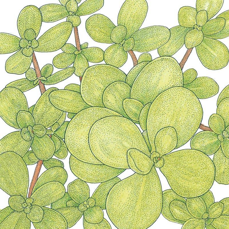 Purslane Greens Seeds (Organic), Garden from Grow Organic