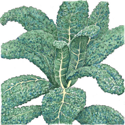 Lacinato Kale Seeds (Organic), Garden from Grow Organic