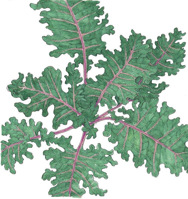 Red Russian Kale Seeds (Organic), Garden from Grow Organic