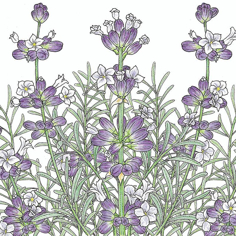 English-Vera Lavender Seeds (Organic), Garden from Grow Organic