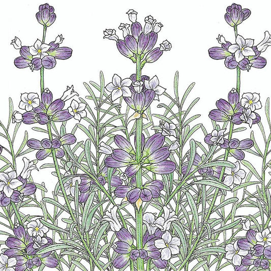 English-Vera Lavender Seeds (Organic), Garden from Grow Organic
