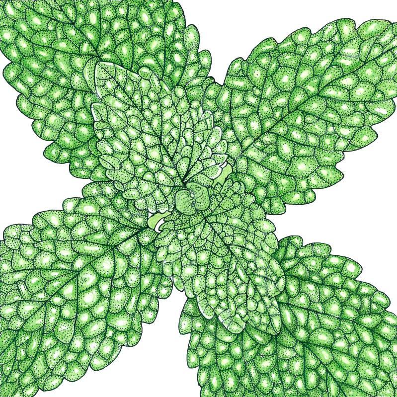 Lemon Balm (Organic), Garden from Grow Organic