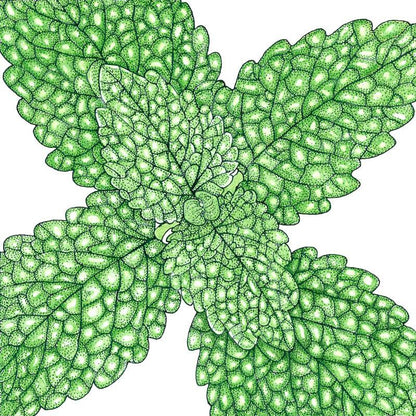 Lemon Balm (Organic), Garden from Grow Organic