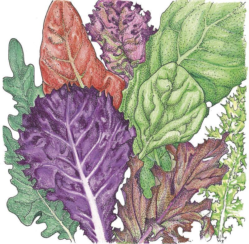 Gourmet Mix Lettuce Seeds (Organic), Garden from Grow Organic