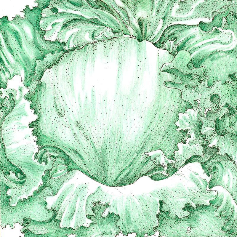 Iceberg Superior Lettuce Seeds (Organic), Garden from Grow Organic