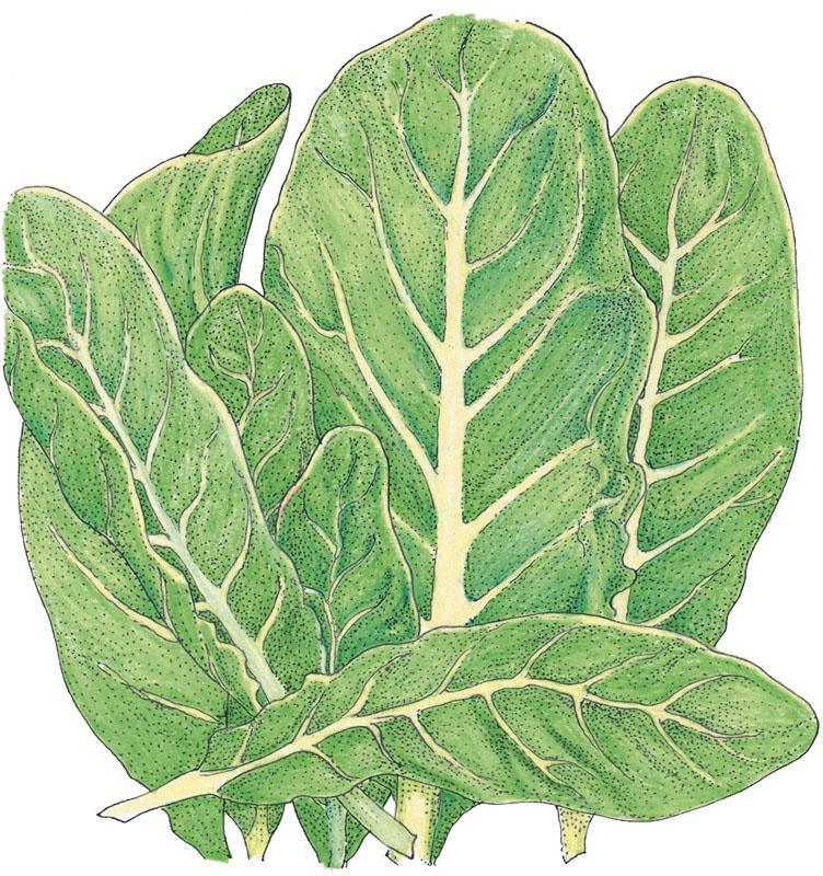 Little Gem Lettuce Seeds (Organic), Garden from Grow Organic