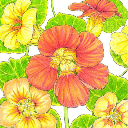 Kaleidoscope Mix Nasturtium Seeds (Organic), Garden from Grow Organic