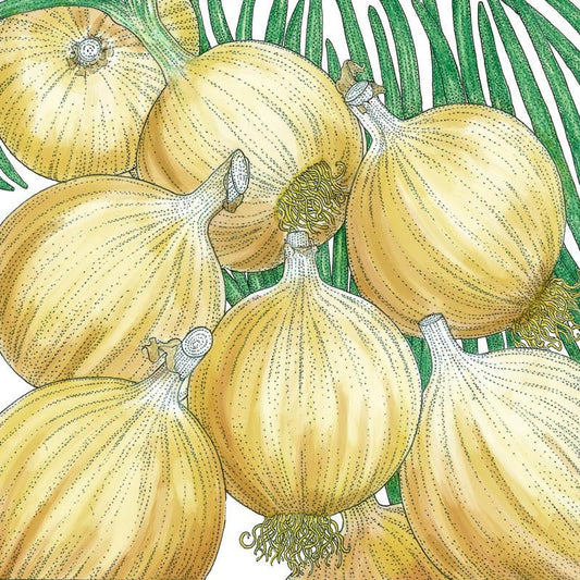 Cortland Onion Seeds (Organic), Garden from Grow Organic
